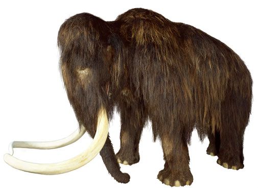 Mammoths - Giants from Russia