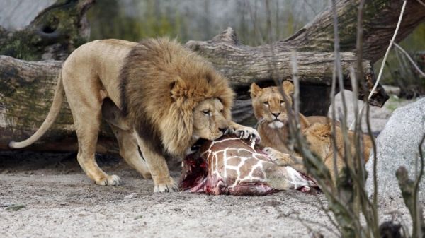 Copenhagen zoo culls four lions