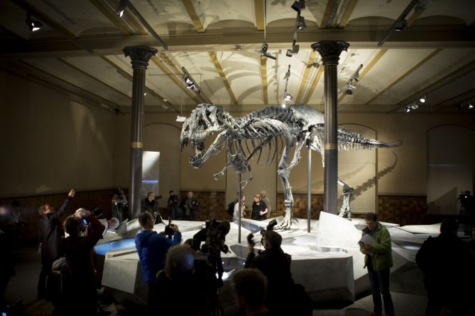 Berlin displays Europe's first T-Rex skeleton