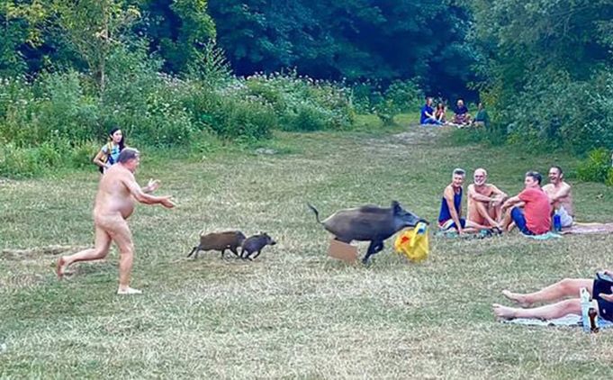 German nudist chases laptop-stealing wild boar