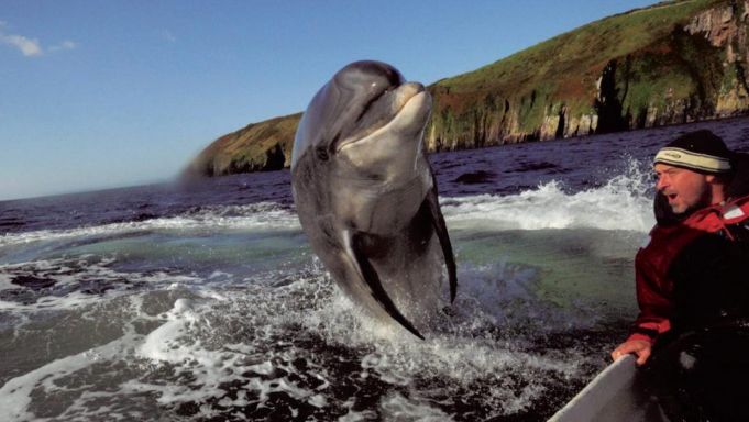 Fungie: Ireland loses hope for beloved dolphin, feared dead