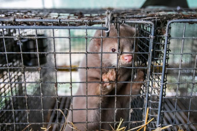 Denmark will kill millions of minks due the covid-19
