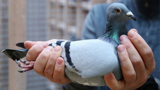 Belgian racing pigeon closes record sale at € 1.6m