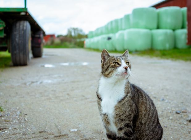 Not just minks, Denmark also kills covid- positive cats in fur farms