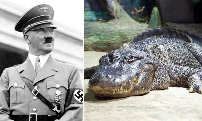 Saturn, Hitler’s alleged alligator, embalmed in Moscow