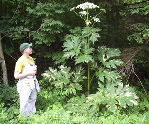 Brussels fights invasive plants - image 4