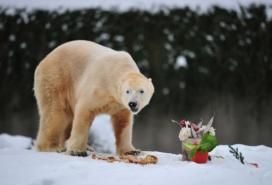 Berlin wins rights to Knut the Polar Bear - image 2