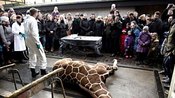 Copenhagen zoo culls four lions - image 2