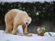 Berlin wins rights to Knut the Polar Bear - image 2