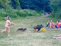 German nudist chases laptop-stealing wild boar