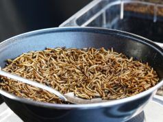 EU approves mealworms for human consumption