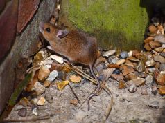 Famished London rats moving to the residential areas