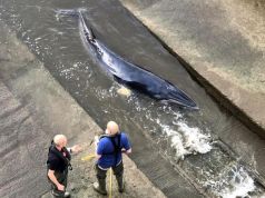 Young whale stuck in London’s Richmond Lock Bridge put down