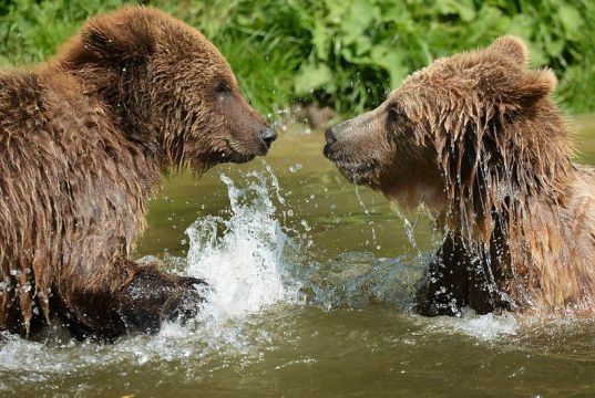 2 UK bears killed after escape from enclosure