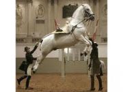 Vienna’s Lipizzaner mares and foals on show