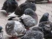 Berlin’s town pigeons on the decrease