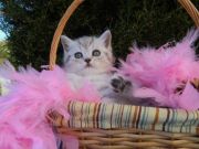My scottish kitten for sale