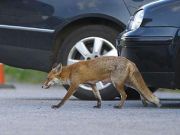 Foxes back in Paris