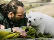 Berlin wins rights to Knut the Polar Bear