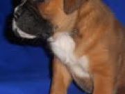 Boxer Puppies for Sale
