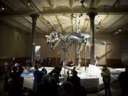 Berlin displays Europe's first T-Rex skeleton