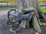 Dublin seeks to protect Hungry Tree