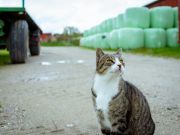 Not just minks, Denmark also kills covid- positive cats in fur farms