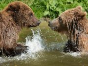 2 UK bears killed after escape from enclosure