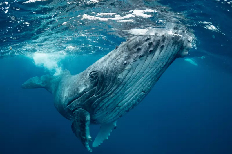 The blue whale, the largest animal on the planet, has found its way ho