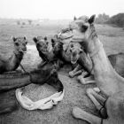 Camel: A Journey through Fragile Landscapes: Photographs by Roger Chapman
